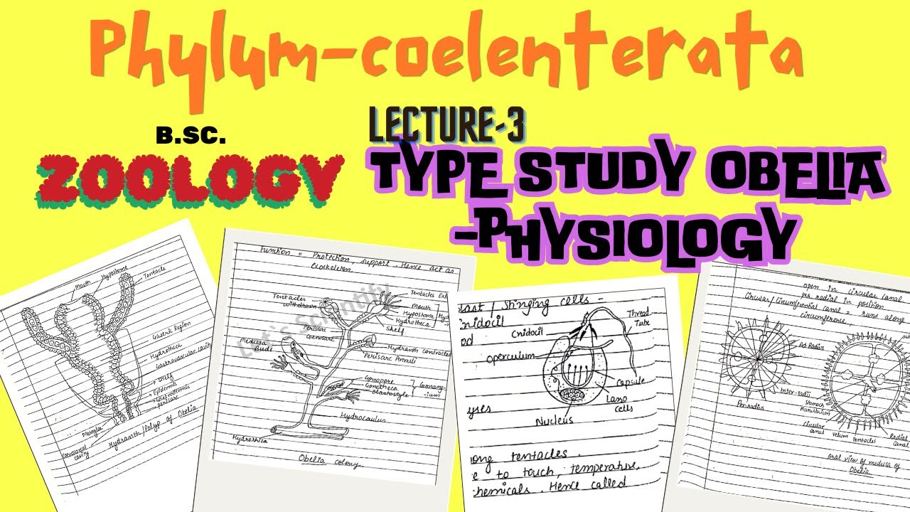 Physiology of obelia colony | Coelenterata | Notes pdf in Description.