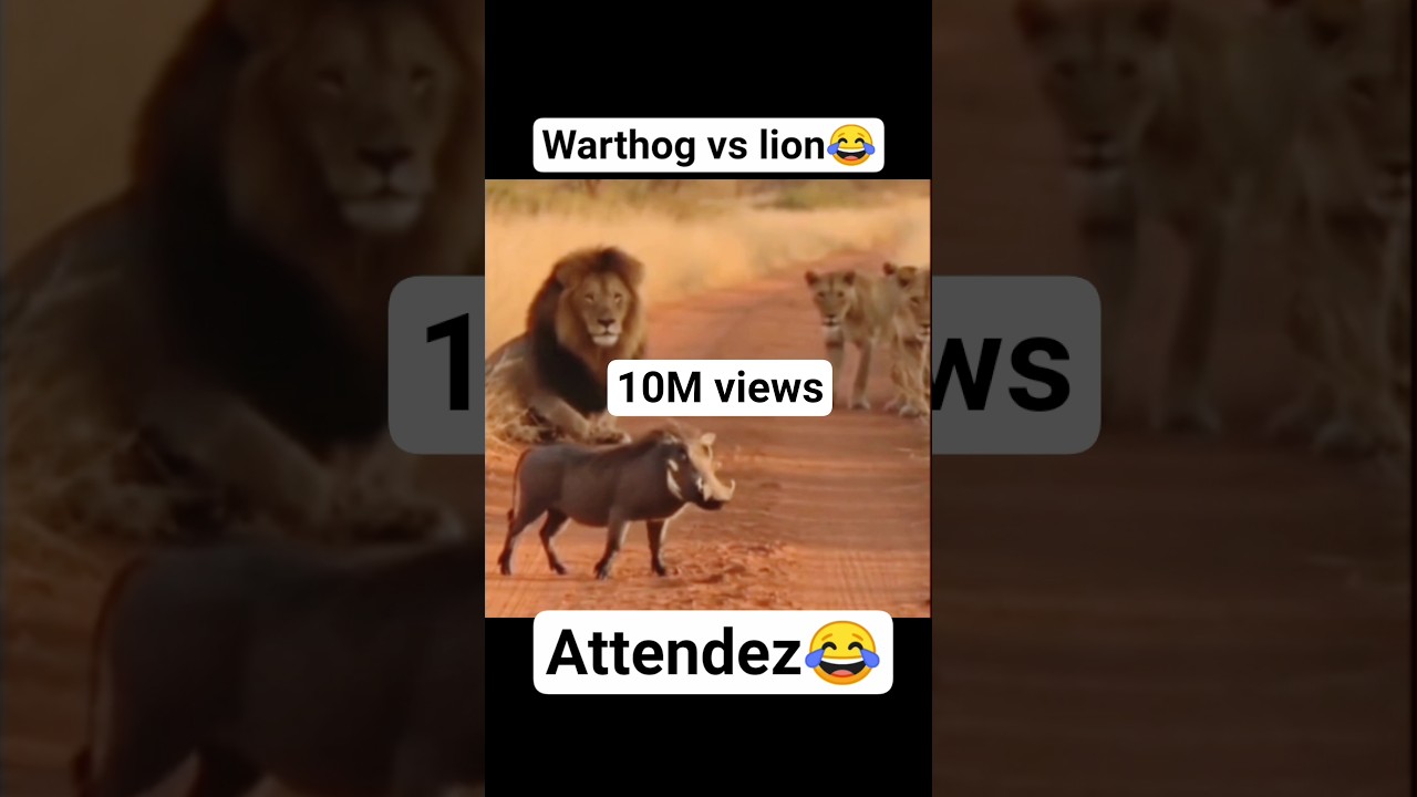kasongo vs lion_😂