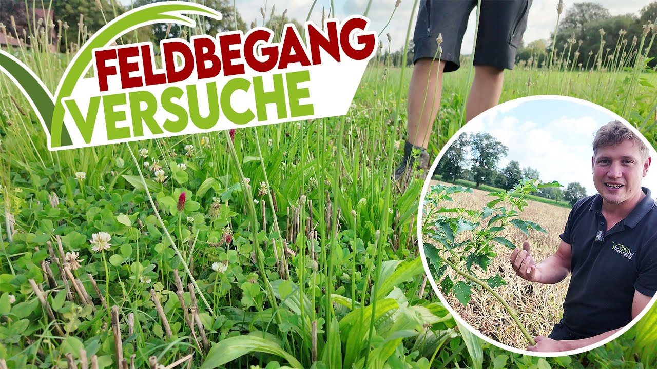 🧐 FELDVERSUCHE: Wie entwickeln sich Untersaat, Zweitfruchtmais, Lupine & Zwischenfrucht??🌽🌱