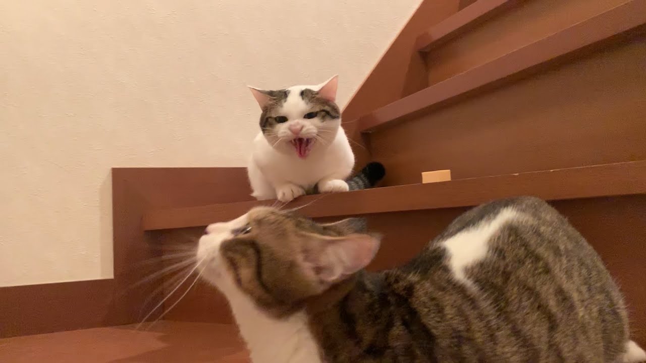 秀吉に心を開く猫