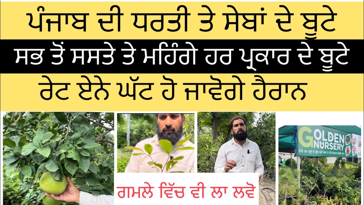 ਪੰਜਾਬ ਵਿੱਚ ਸੇਬਾਂ ਦੇ ਬੂਟੇ Best Nursery of Punjab Malerkotla | Best International Plants Nursery