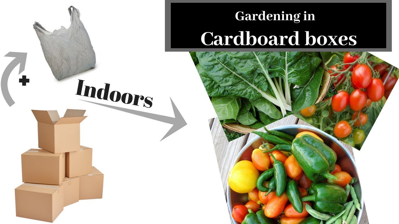 Small SPACE? HOW TO USE CARDBOARD BOXES TO GROW VEGETABLES FOR ABSOLUTE GARDENING BEGINNERS