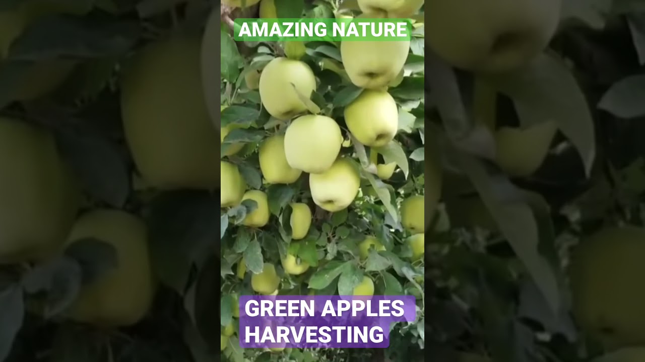 HARVESTING GREEN APPLES 🍏 IN THE FARM