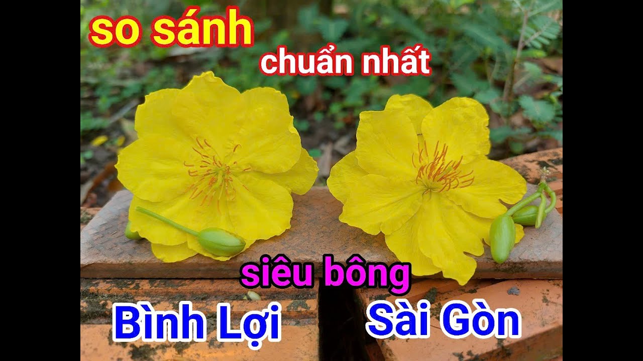 Chuẩn nhất /so sánh giữa giống mai siêu bông bình lợi và siêu bông sài gòn