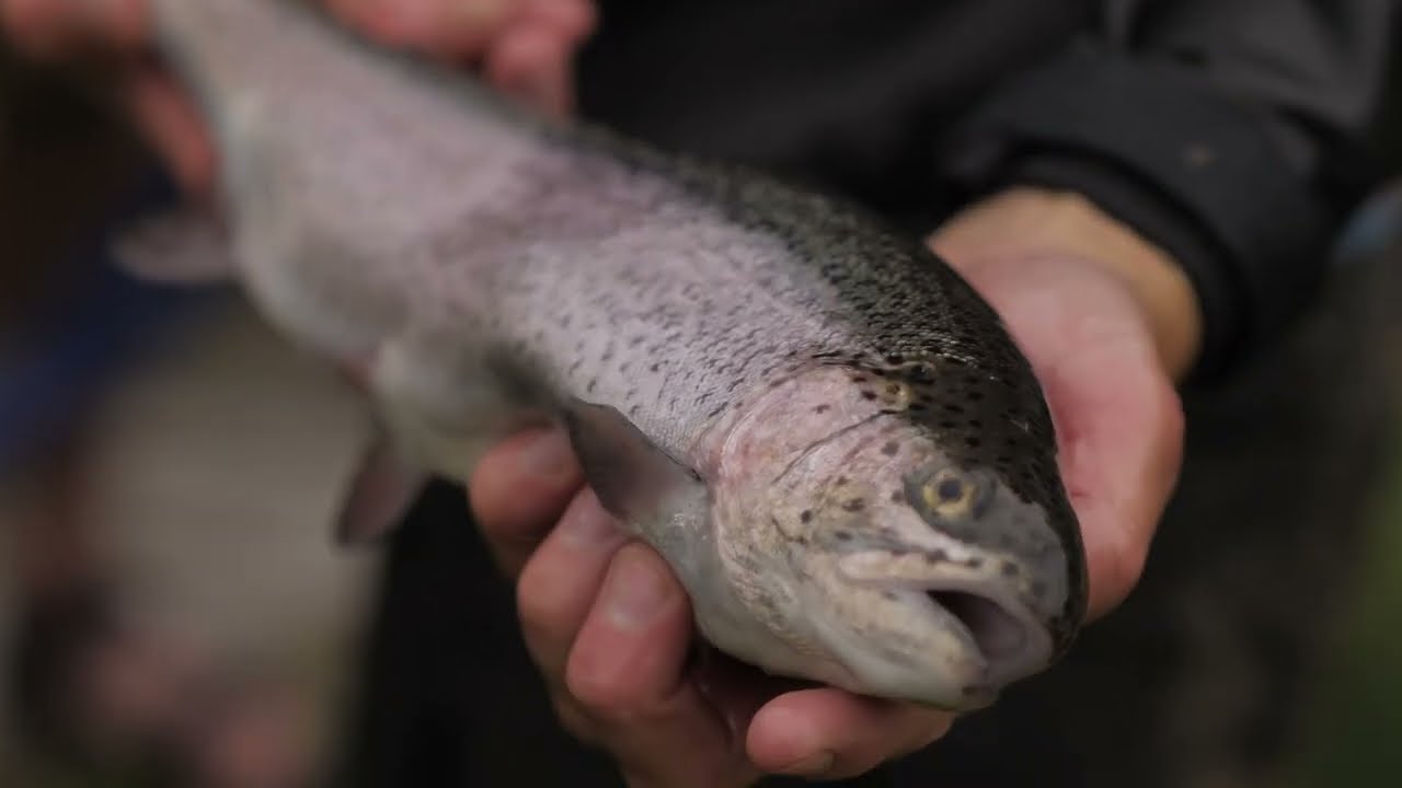 Welcome To Our 1930's Appalachia Trout Hatchery
