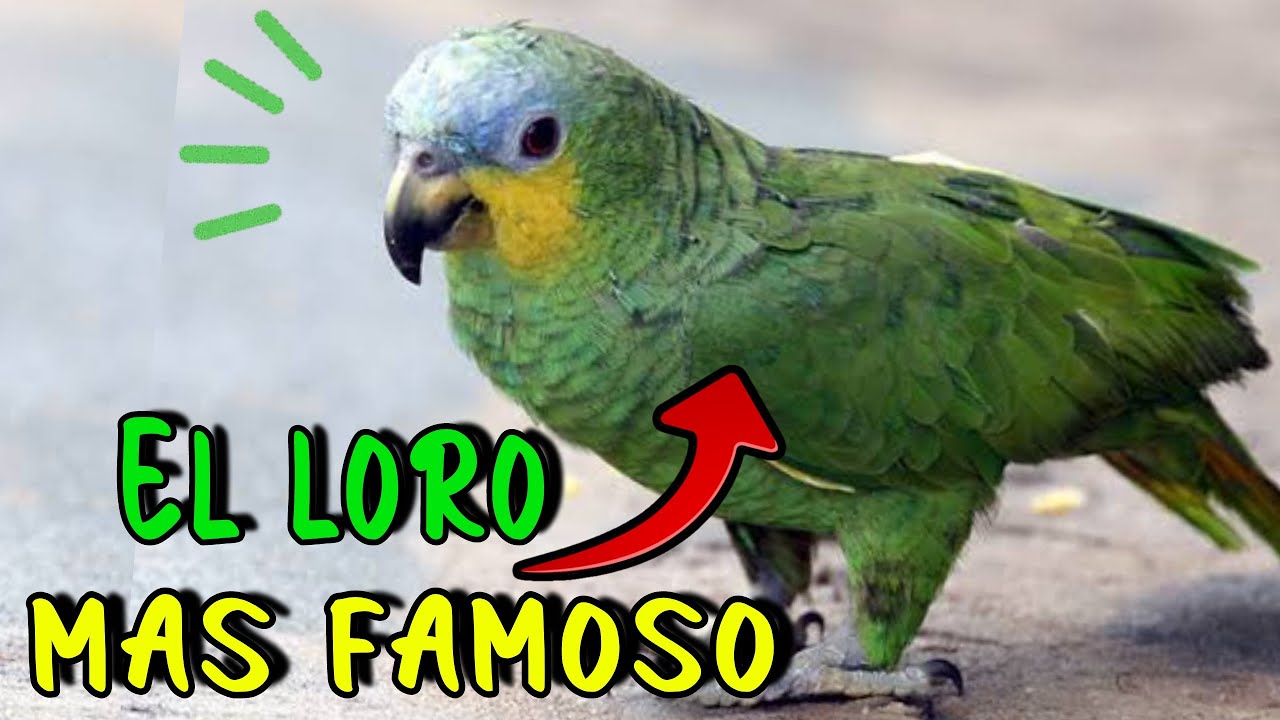 El 