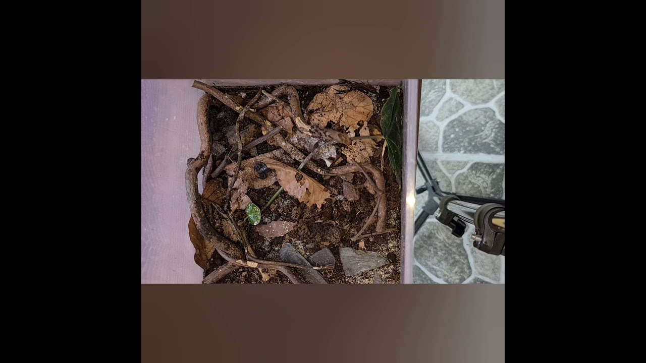 Euscorpio italicus Haltung