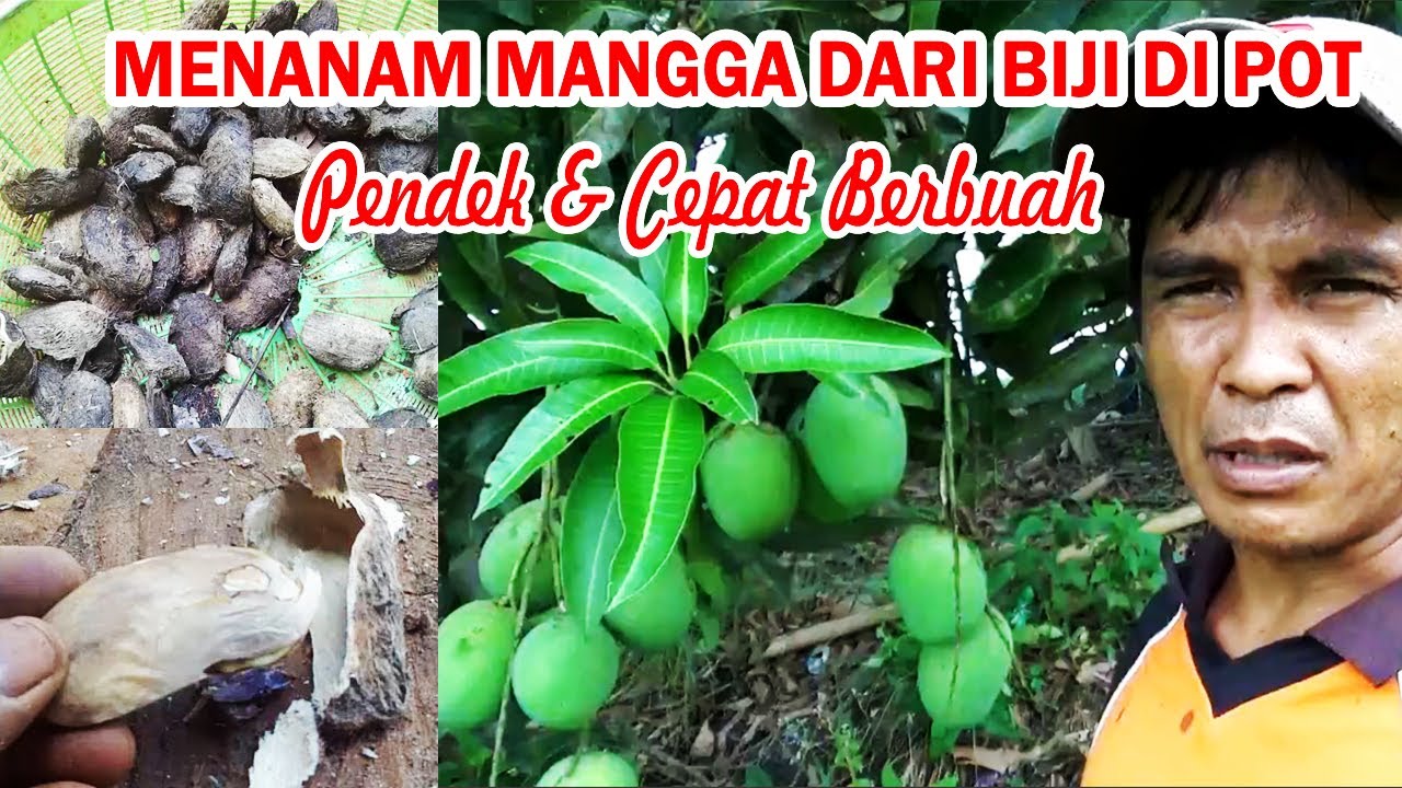 Cara Menanam Mangga dari Biji Di POT Pendek & cepat Berbuah