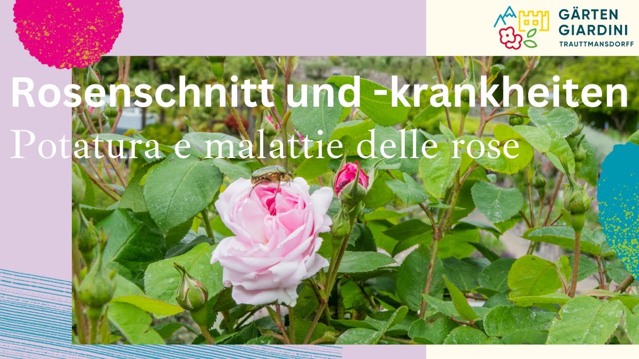 Rosen: der richtige Schnitt und was man gegen Sternrußtau, Rosenrost und Mehltau machen kann.