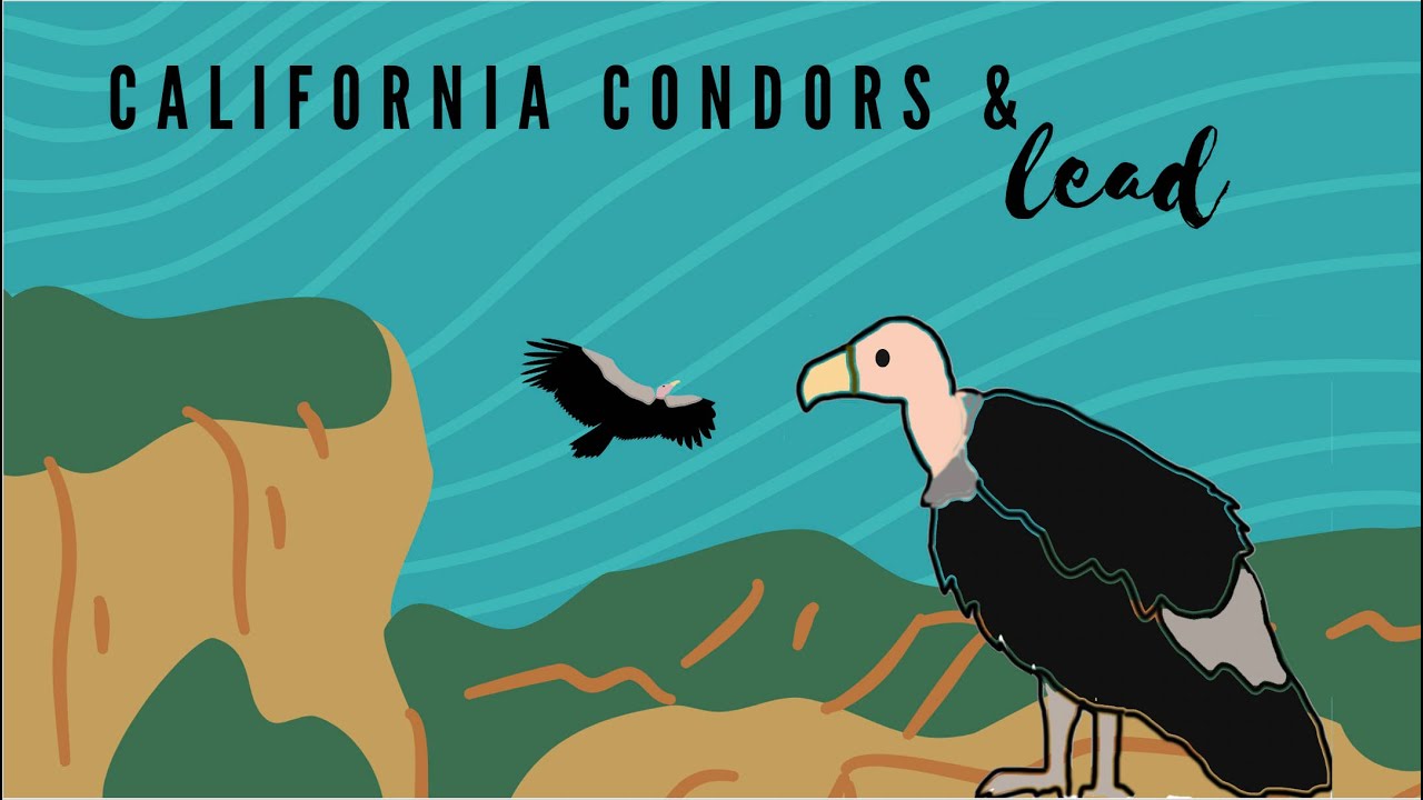 California Condor Crisis | Educational Video | Whitehawk Where Nature Meets Learning