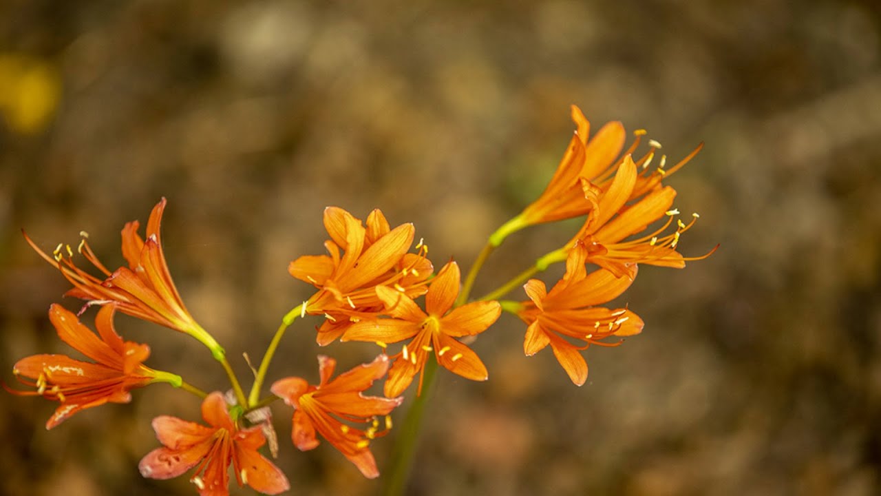 💐백양꽃(백양상사화)🌷🌺 2022