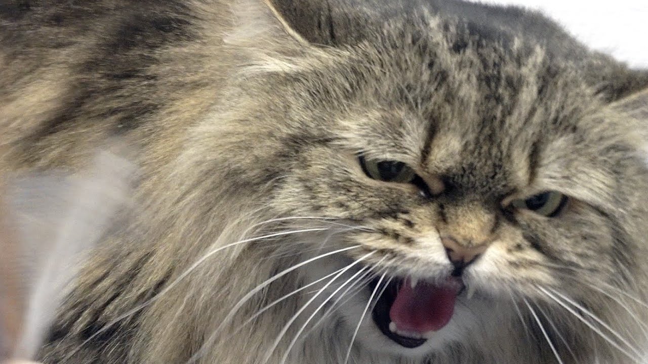 Sassy cat is out for blood | Is this Mayonnaise's sister?