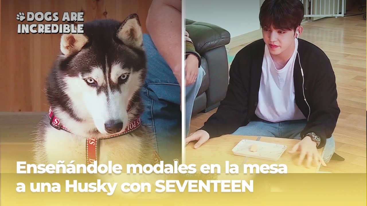 [ESP SUB] Dogs are incredible: Enseñándole modales en la mesa a una Husky con SEVENTEEN | KBS 211025