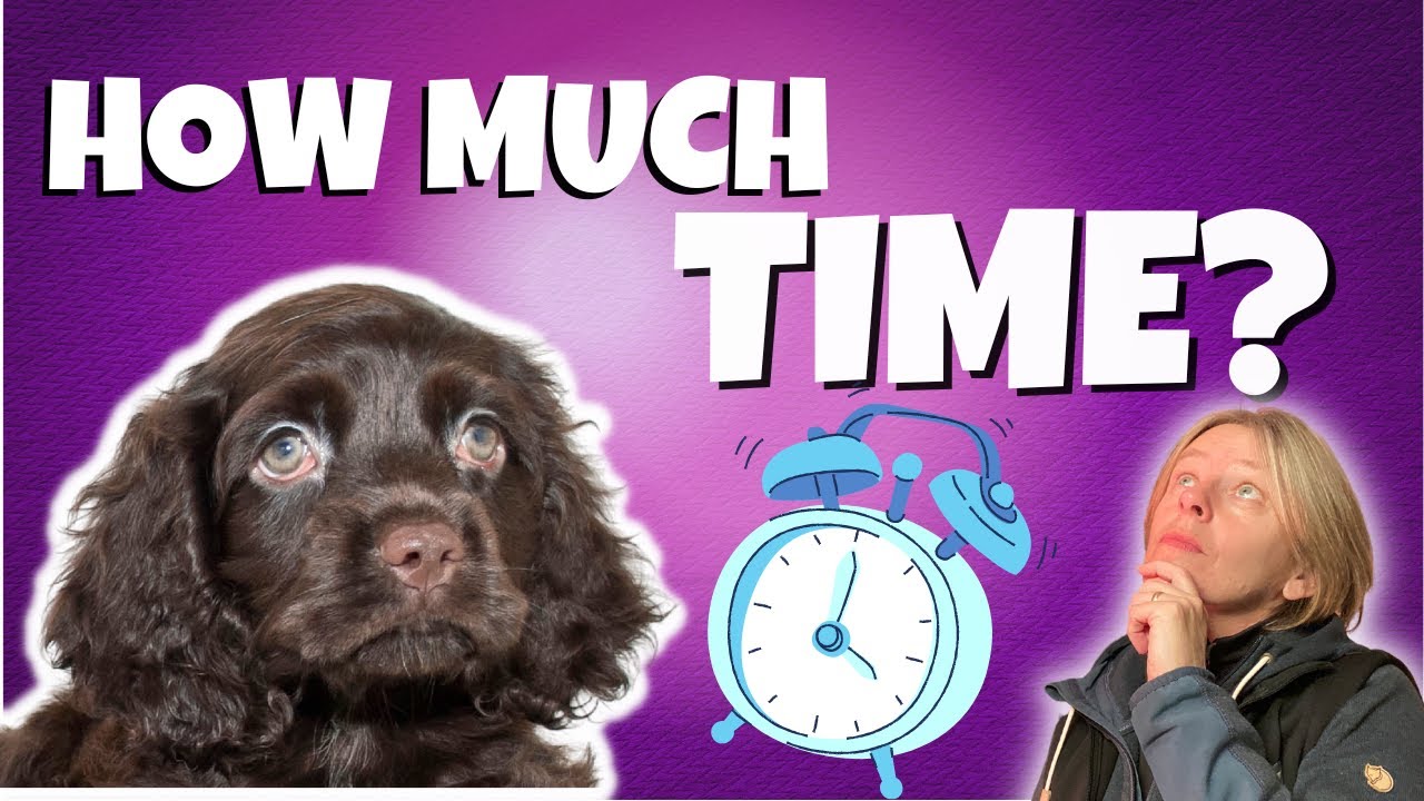 How Much TIME Do You Need To Spend Training Your Dog - MYTH BUSTING!