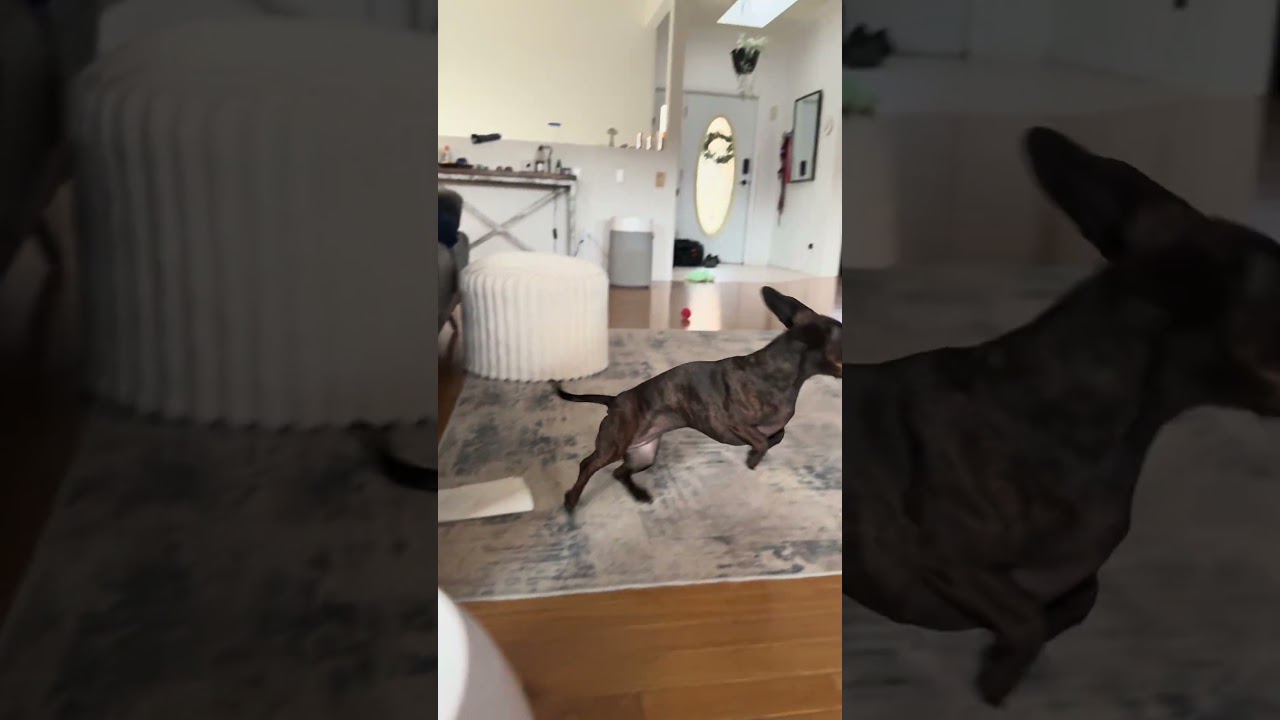 Dachshund and Her Automatic Ball Launcher