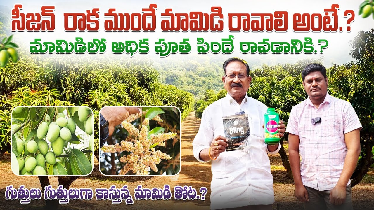 #సీజన్ ముందే మామిడి దిగుబడి రావాలిఅంటే.? #మామిడి లో గుత్తులు #గుత్తులుగా కాయలు కాయాలి అంటే.?ఈ రెండు