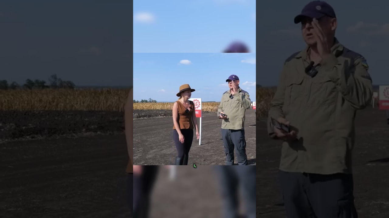 Посів соняшника у серпні чи в березні?
