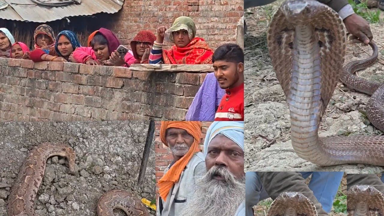 कुसवापुर से दो सांप एक साथ रेस्क्यू कोबरा और अजगर जैसा एक सांप और खतरनाक मंजर 🐍