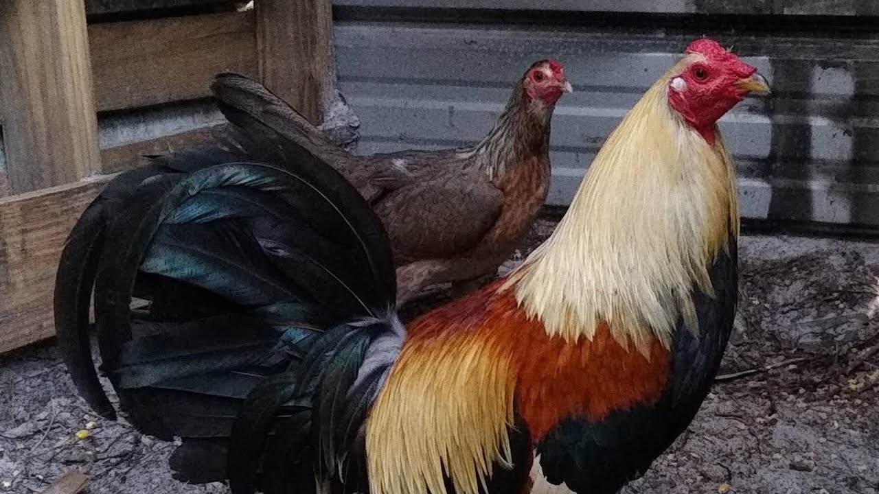 Best Survival Chickens 2025.. Donnelly's Reds, Grey's , Belgian Liege 