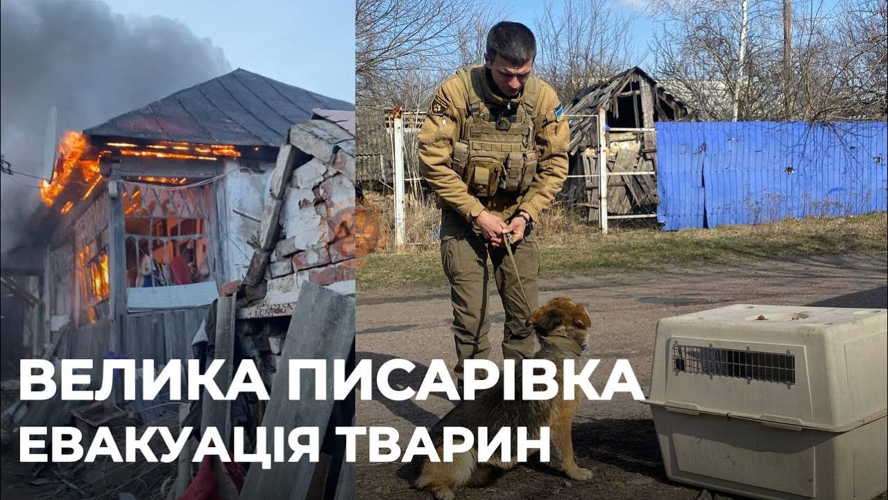 ВЕЛИКА ПИСАРІВКА | Безперервні обстріли КАБами | Евакуація тварин 21.03