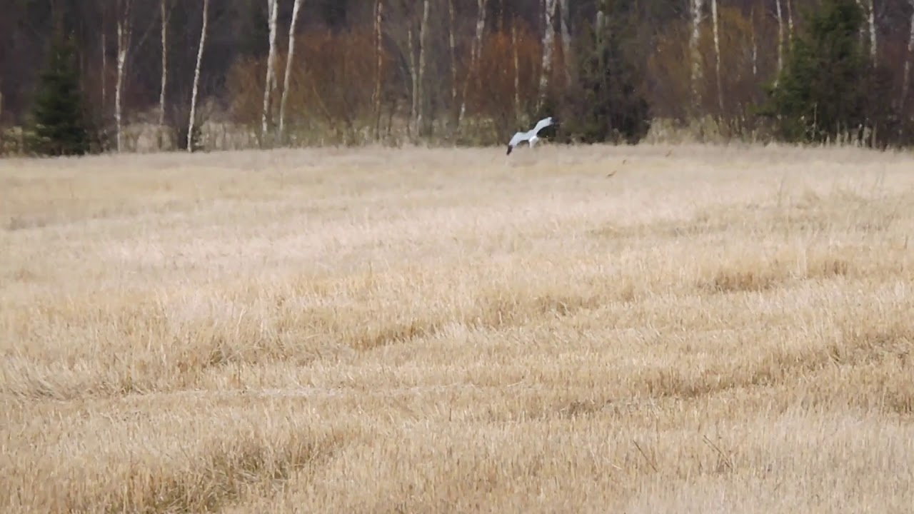 Sinisuohaukka Circus cyaneus Tyrnävä Finland 13.4.2016