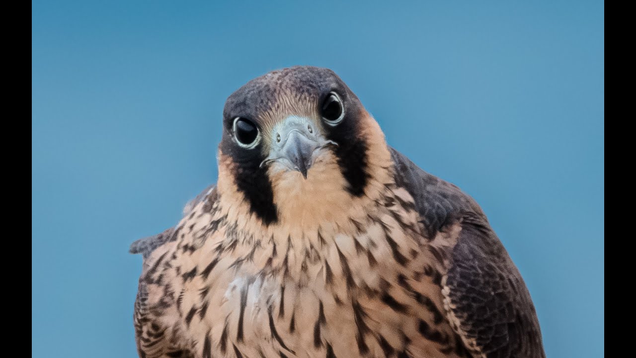 «Близкая встреча с молодыми сапсанами на Кипре» — 4K | Крики и звуки | Falco peregrinus