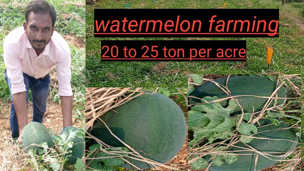 watermelon farming ಮೊದಲನೇ ಸಾರಿ ನಾವು ಕಲ್ಲಂಗಡಿಯನ್ನು ಬೆಳೆದಿದ್ದೇವೆ ಇವರು ಕಿರಣ್ ಅಂತ ಇವರೇ ನಮ್ಮ ಗುರುಗಳು