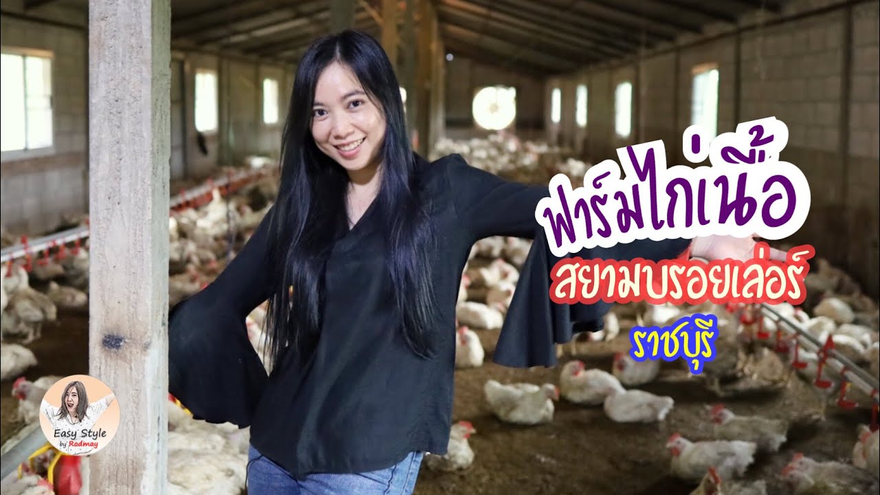 Ep.6 - ไก่เนื้อสายพันธุ์ไทย สยามบรอยเล่อร์ (Siam Broiler) ราชบุรี | Easy Style by Rodmay