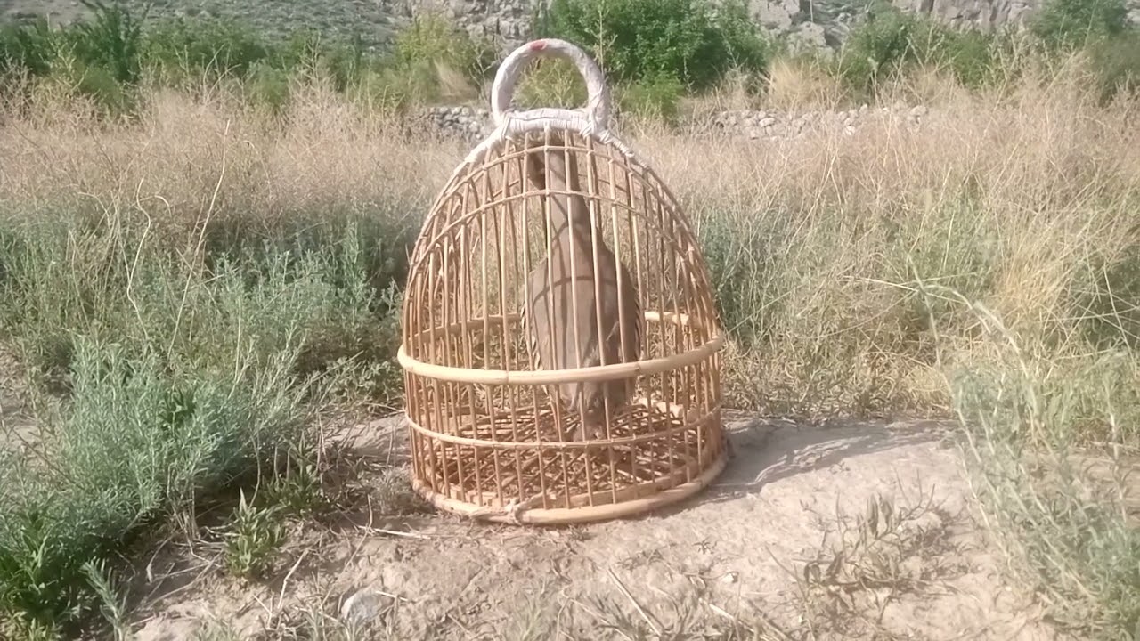 madi ki awaz keklik sesi shikari dasi chakor bird female  sound awaz hunter #hunting#keklik#shikari