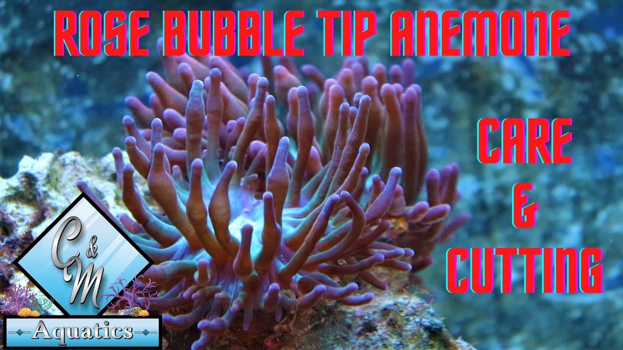 Rose bubble tip anemone care and cutting