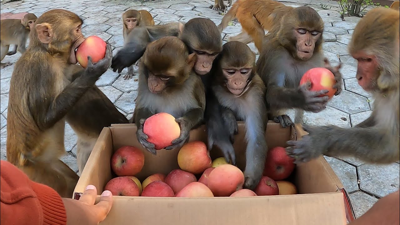 Monkey eating one box small fuji apple || Hungry monkey are happy to get delicious apple