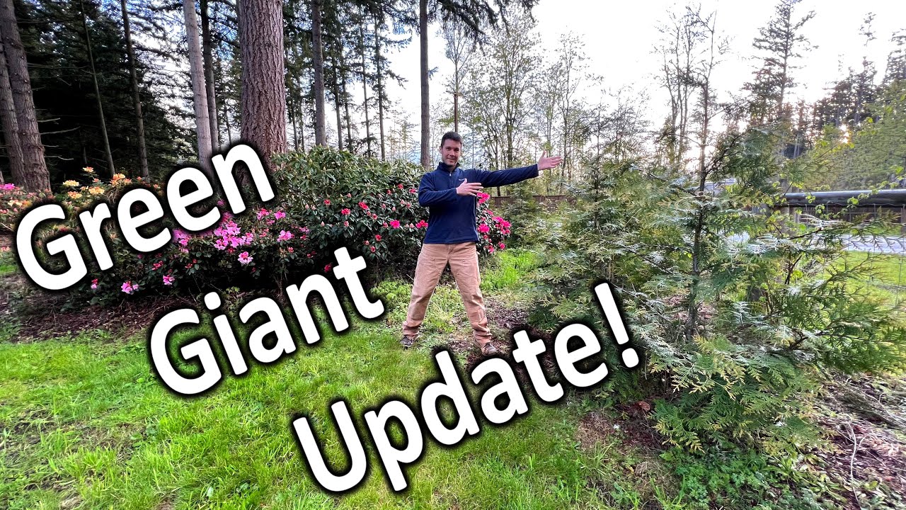 How Much Has My Green Giant Arborvitae Hedge Grown