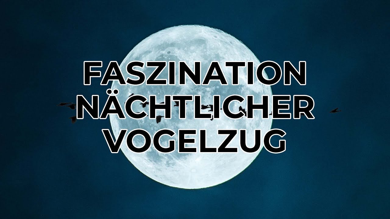 Faszination Vogelzug