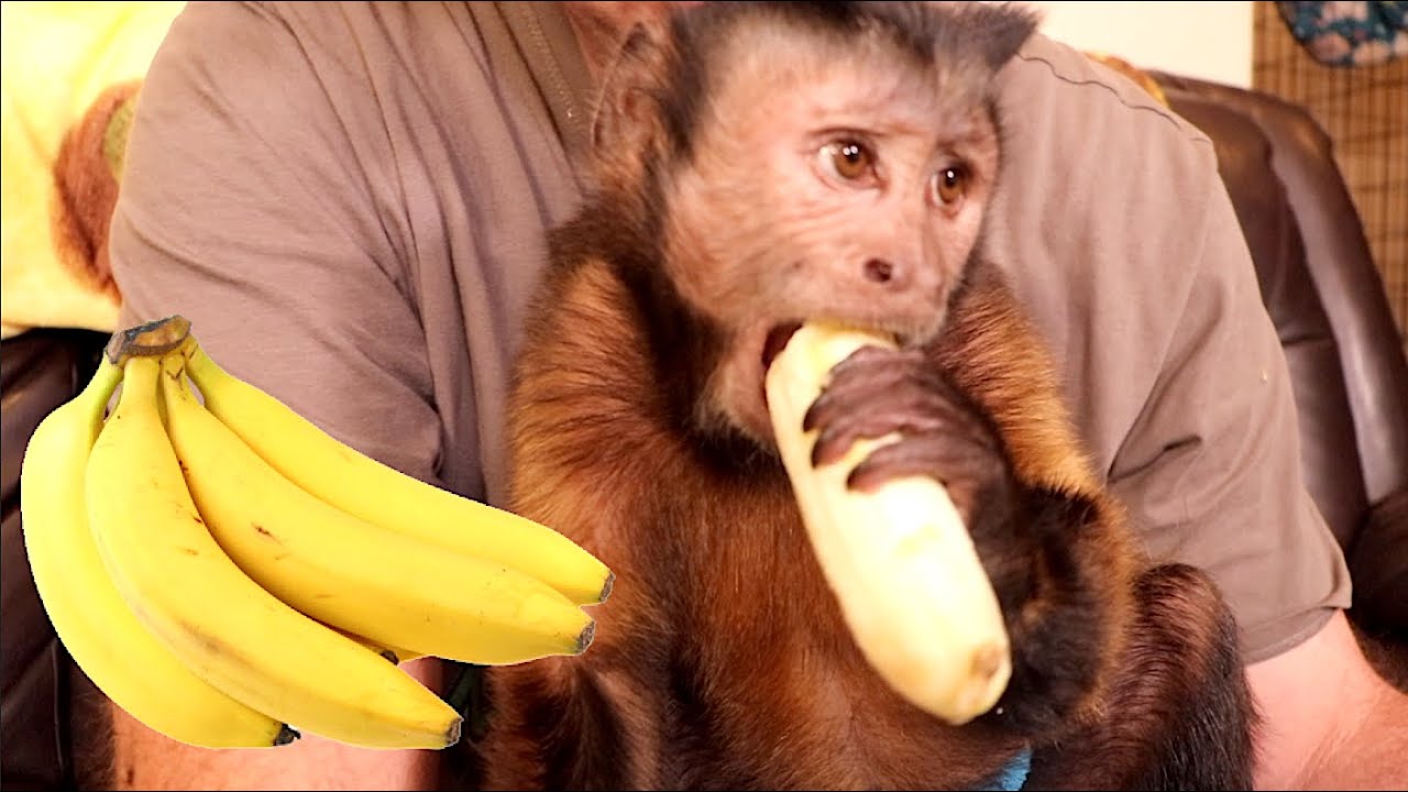 Talking Monkey LOVES His Banana!