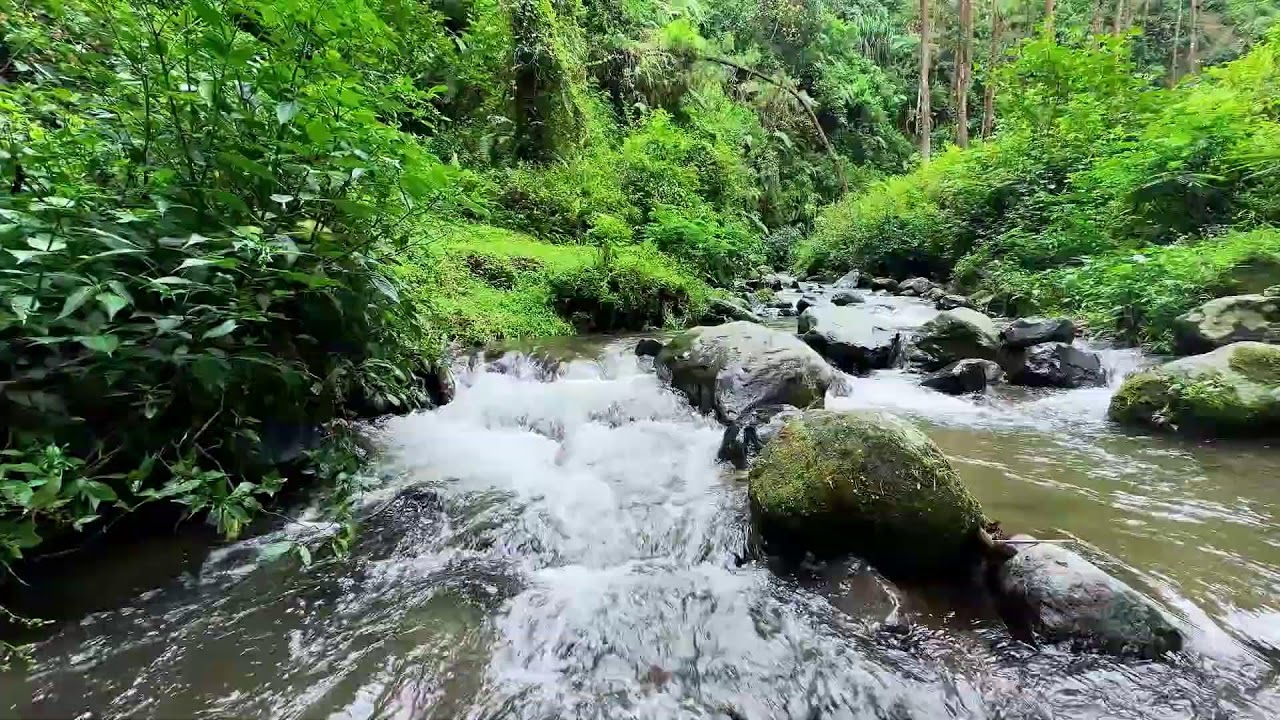 Encourage healing rest with peaceful river ambience beneath daylight trees calming deep breathing