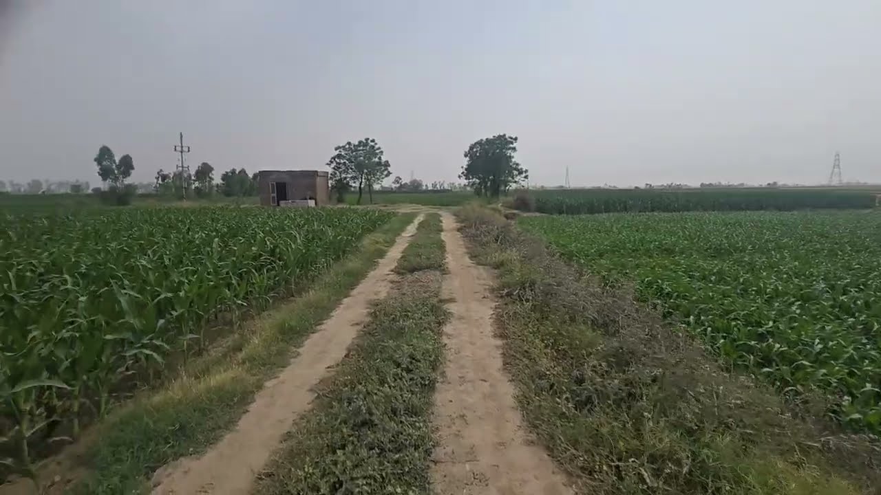 30 acre fertile land  for sale district kapurthla 4 borewell @ 14 lakh acre : 9316167007