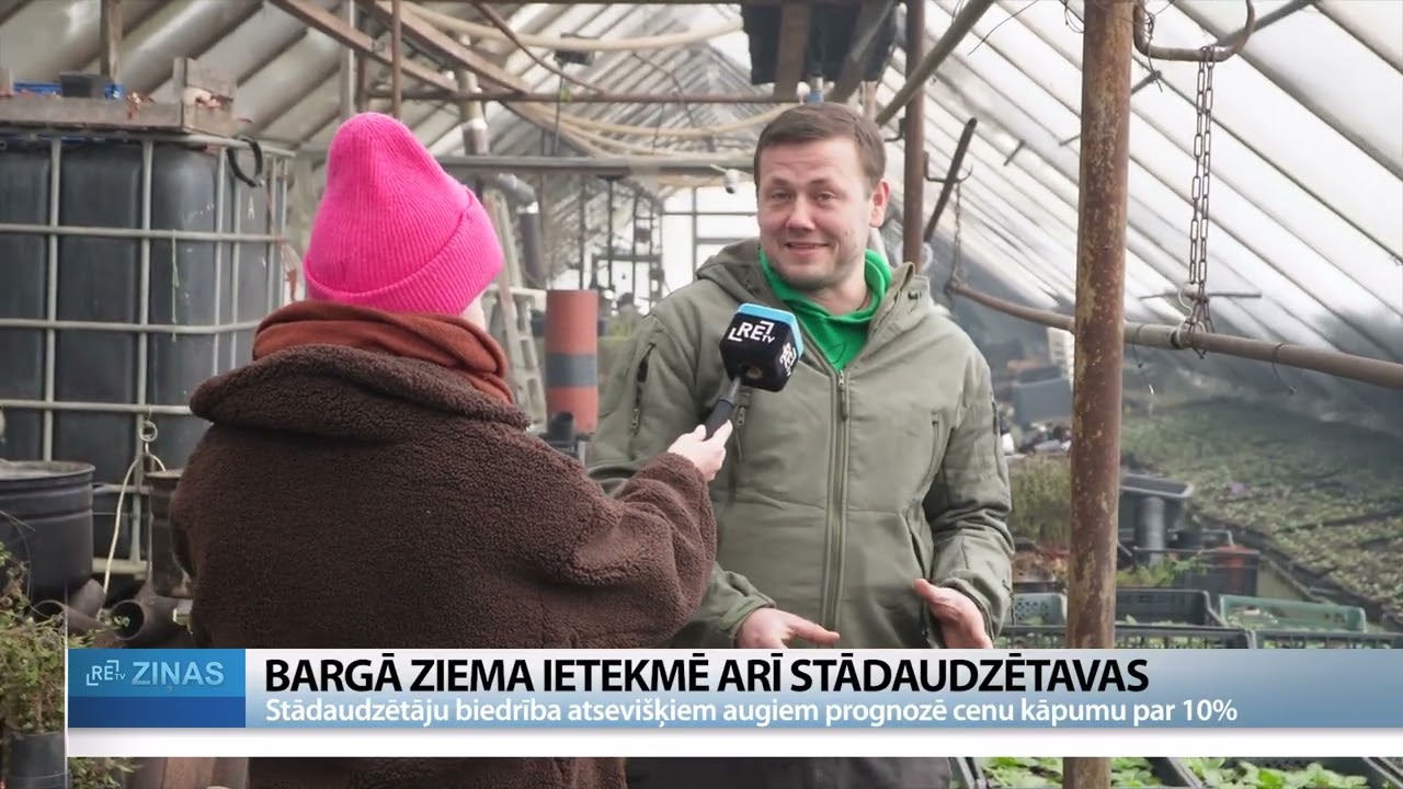 Bargās ziemas dēļ stādaudzētājiem aug izmaksas