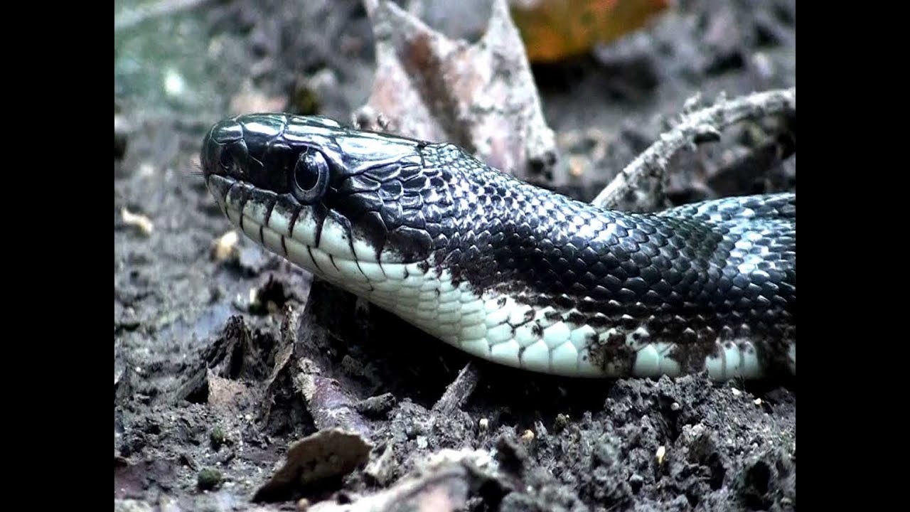 Black Rat Snake - HD Mini-documentary