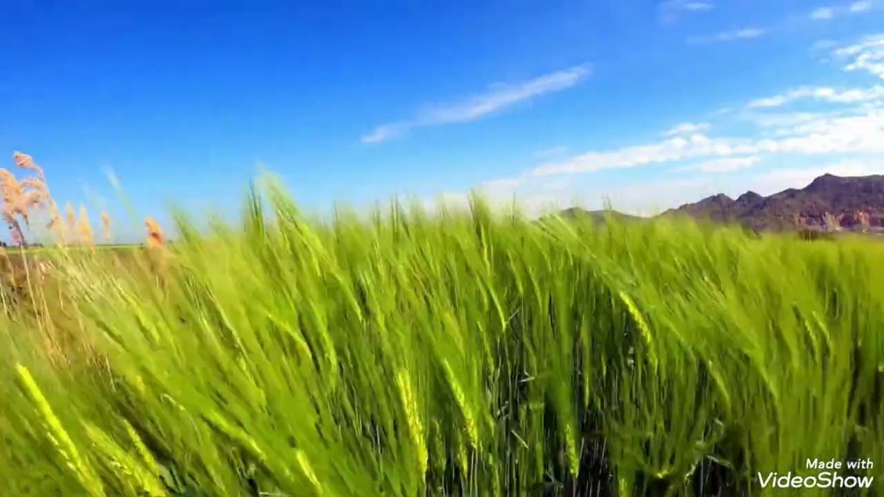 الم تعلم أن الأعمال تتجسد يوم القيامة (مالك بن دينار )