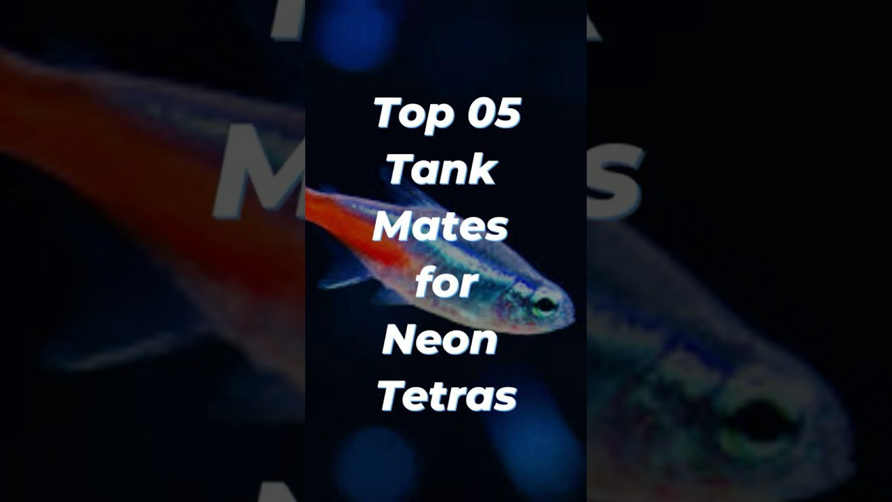Top 5 Tank Mates for Neon Tetras 🐠✨ | Peaceful Aquarium Companions! #shorts #neontetra #fishtank