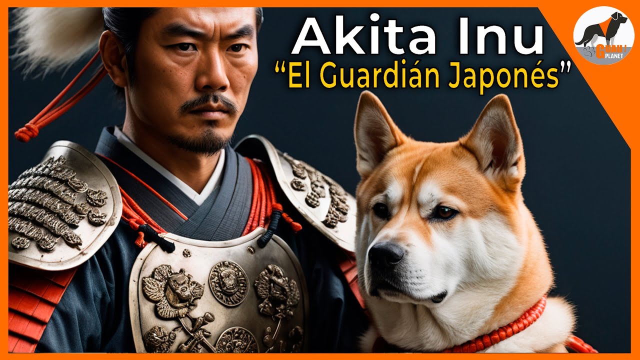 Akita Inu 