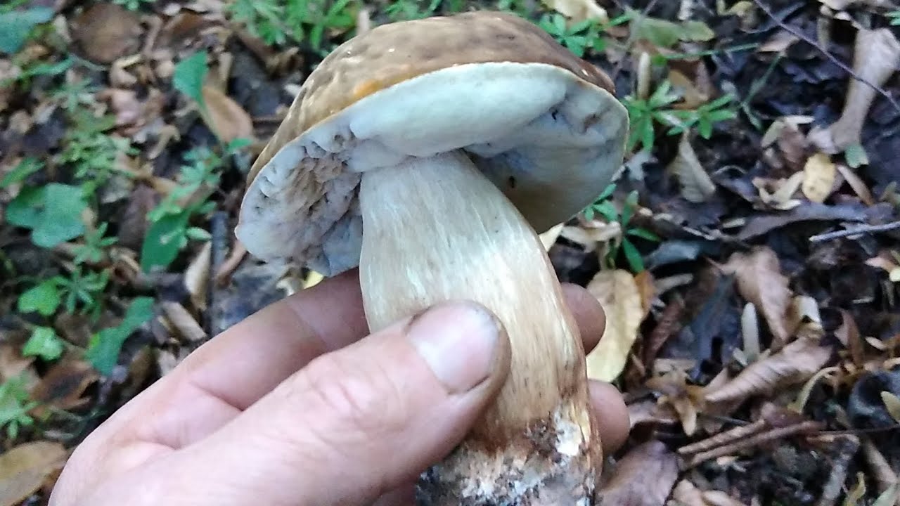 Blagve, vrganj i zmija! Gljivarenje po kiši!