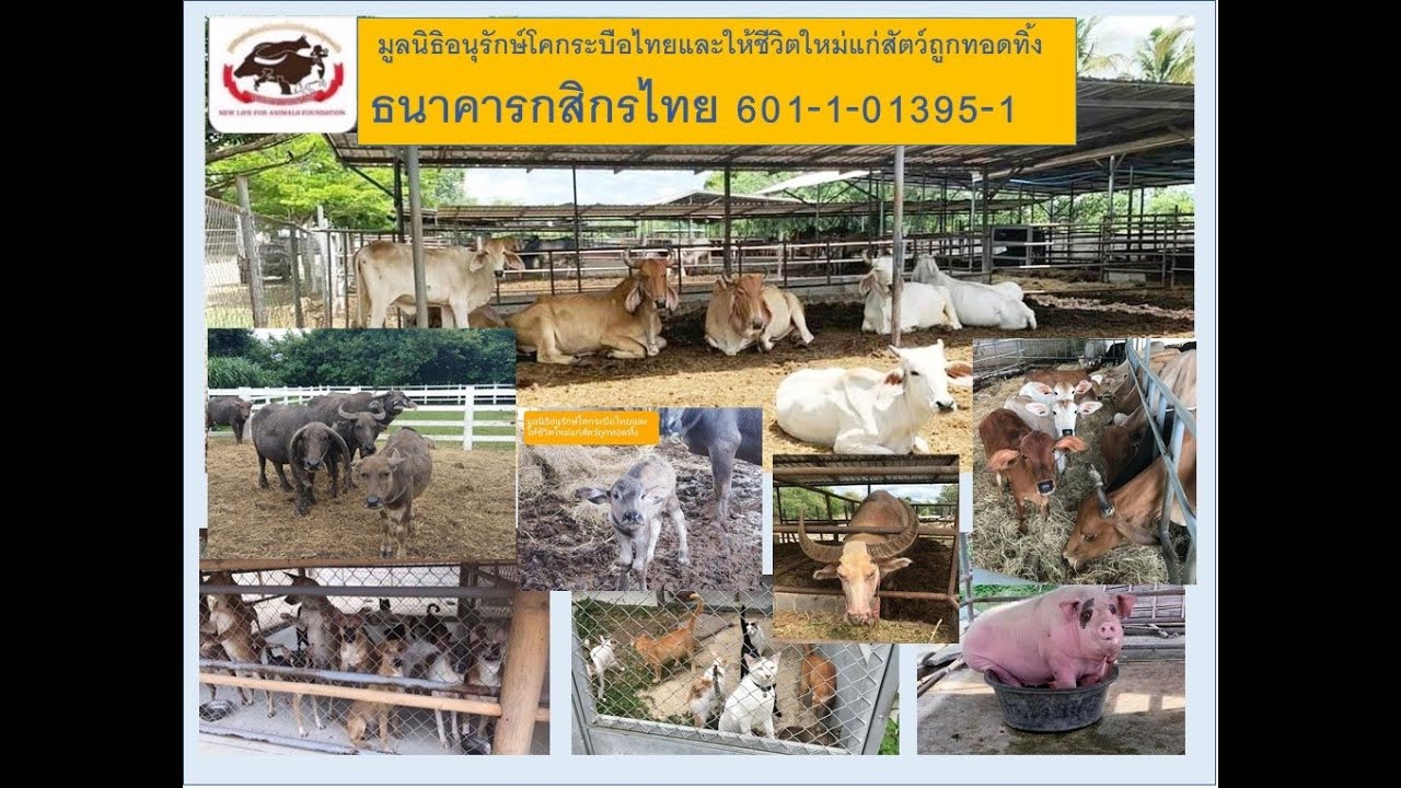 มูลนิธิอนุรักษ์โคกระบือไทยและให้ชีวิตใหม่แก่สัตว์ถูกทอดทิ้ง