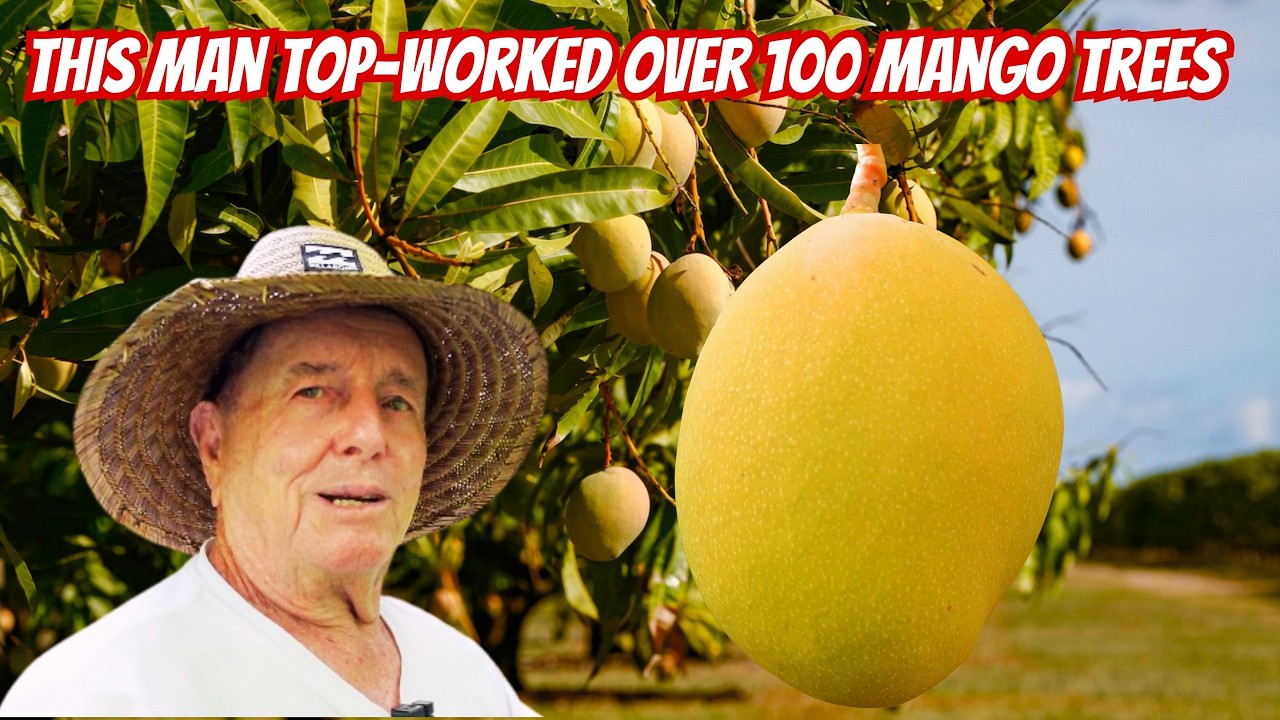 This man has top-grafted over 100 mango trees