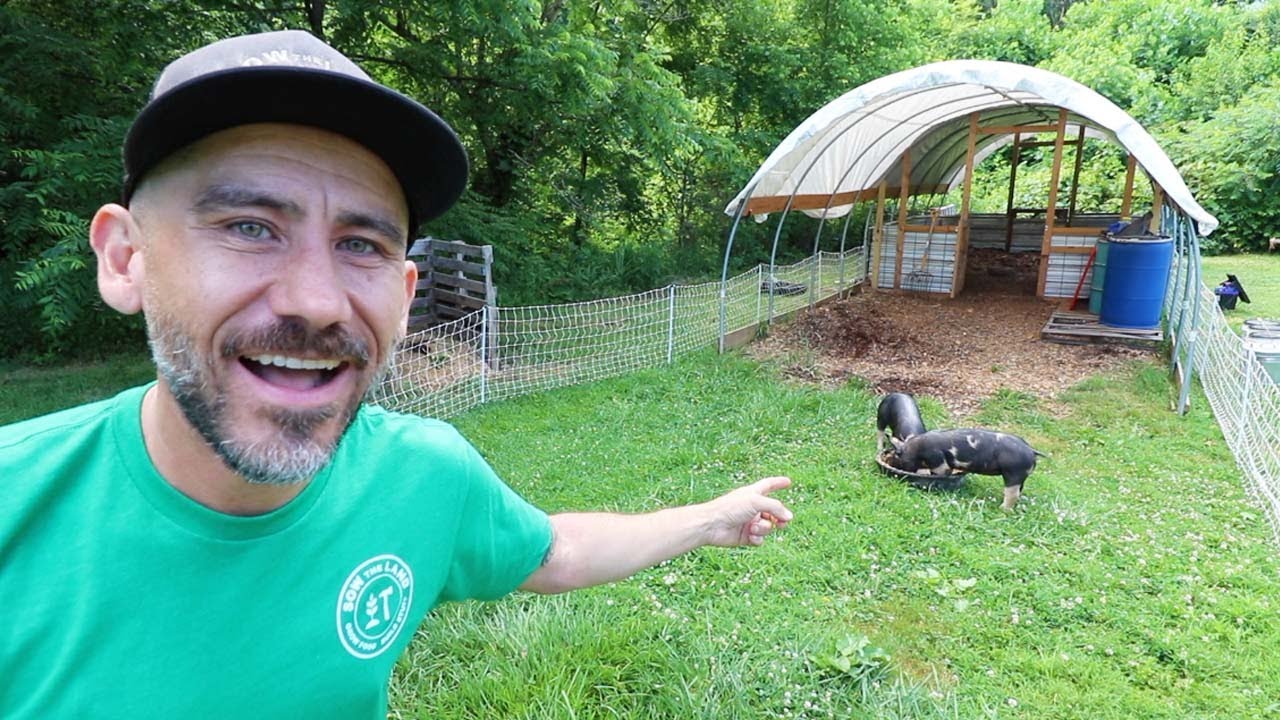 Moving new pigs outside in the yard 🐷
