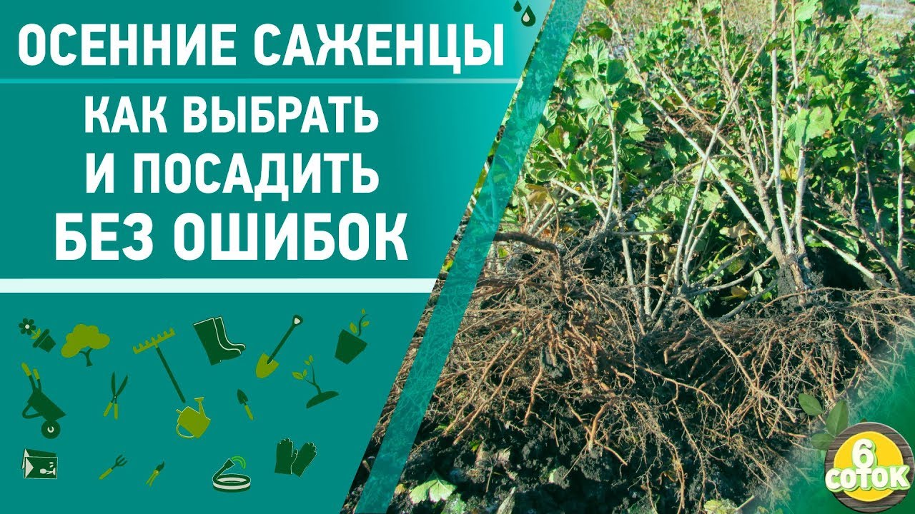 Осенние саженцы. Как выбрать и посадить без ошибок. 6 соток 18.11.2019