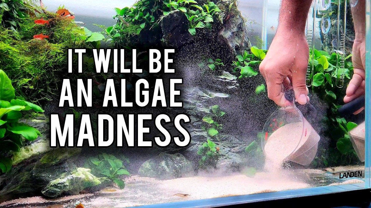 5 Things You Should Avoid For an Algae FREE Aquarium