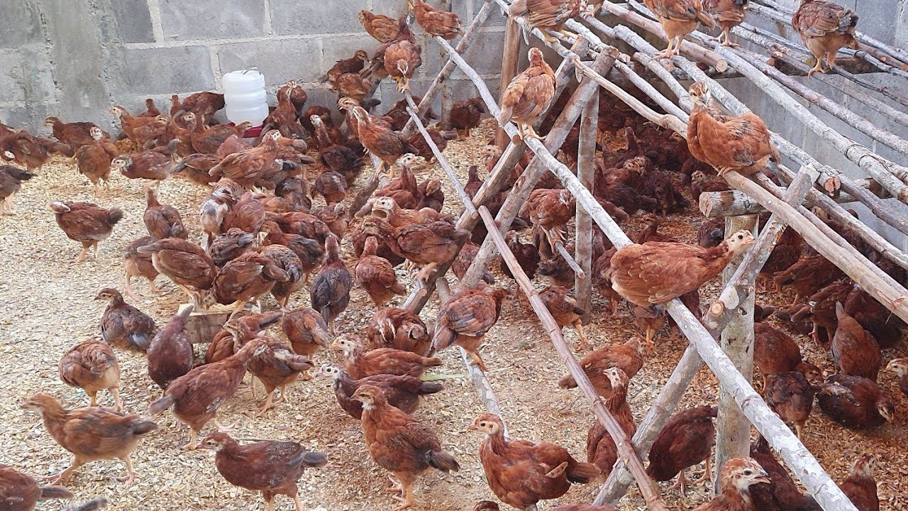 pintainhas embrapa 051 com 30 dias