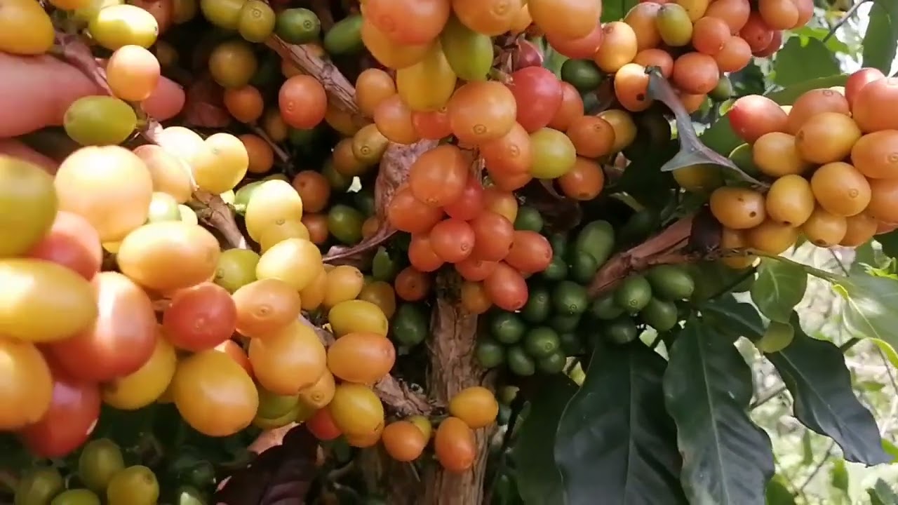 borbón rosado, una de las mejores variedades de café. (semillas a mi WhatsApp 3169453252).