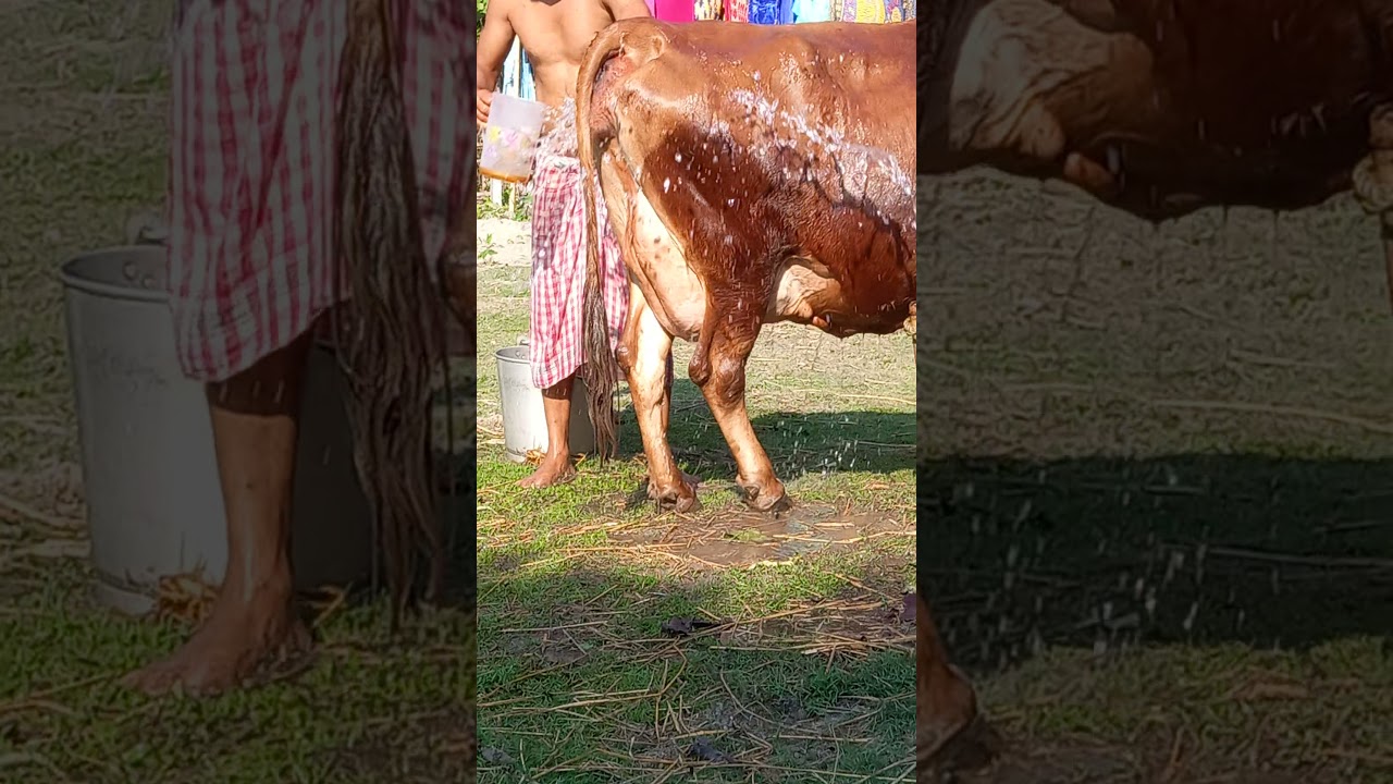 jersey+sahiwal cross,pregnant cow 7 days to go. Bongaigaon call 8709298667